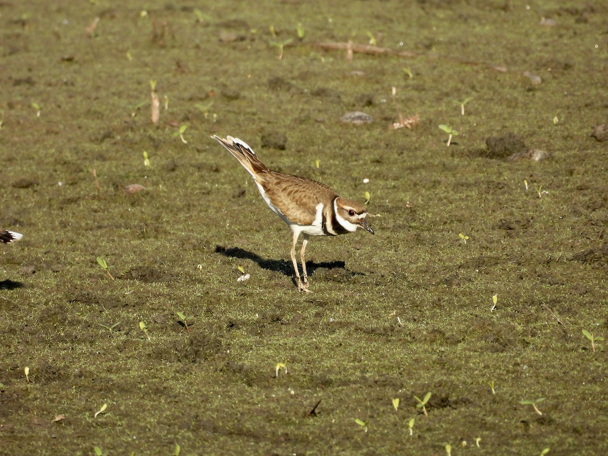 Killdeer - ML645189204