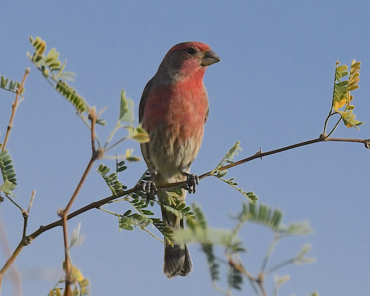 House Finch - ML645189206