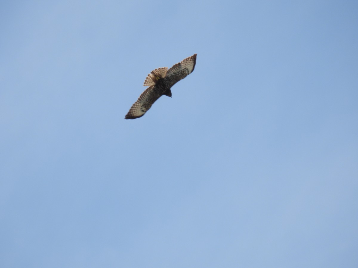 Short-tailed Hawk - ML645189207
