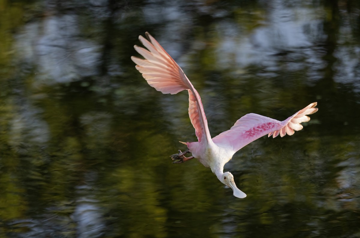 Roseate Spoonbill - ML645189210