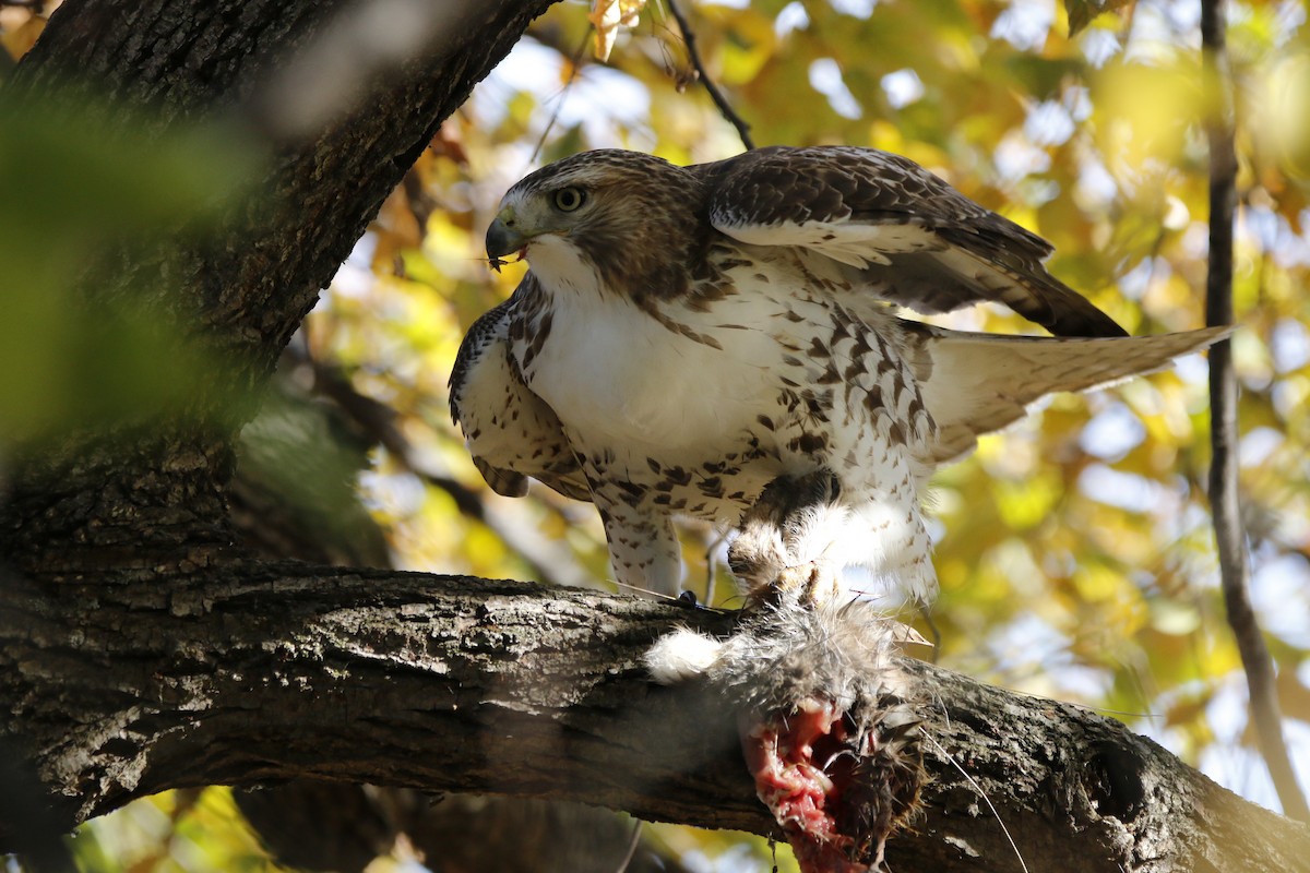 Red-tailed Hawk - ML645189211