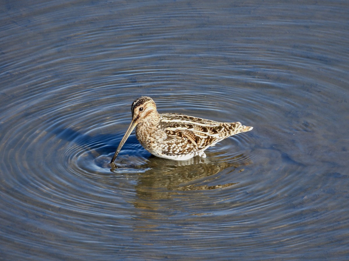 Wilson's Snipe - ML645189212
