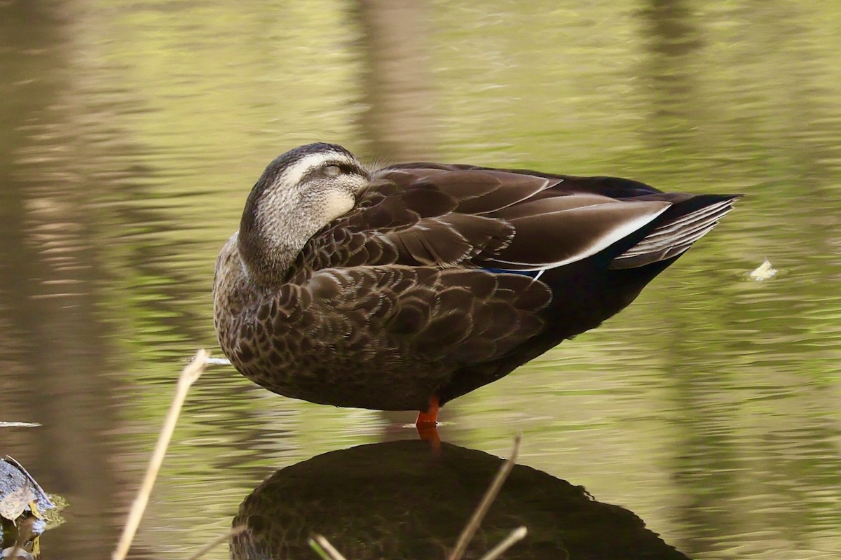 Eastern Spot-billed Duck - ML645189213