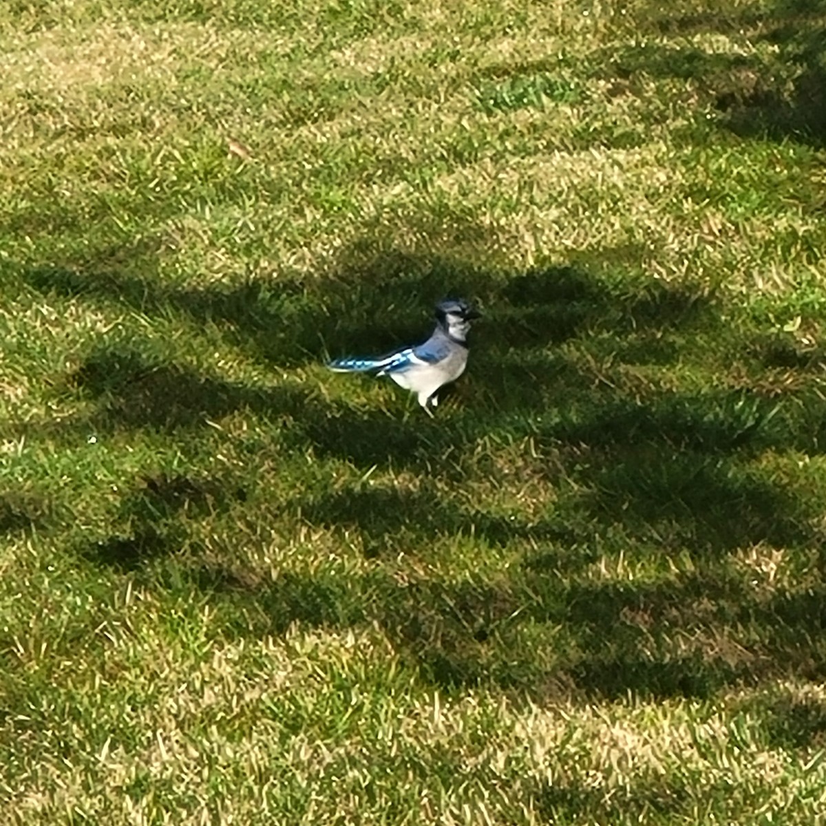 Blue Jay - ML645189214