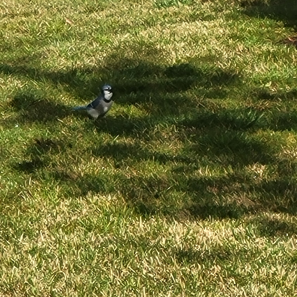 Blue Jay - ML645189215