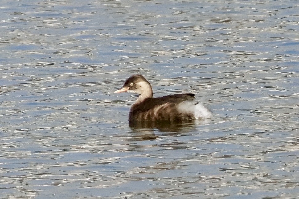 Little Grebe - ML645189216