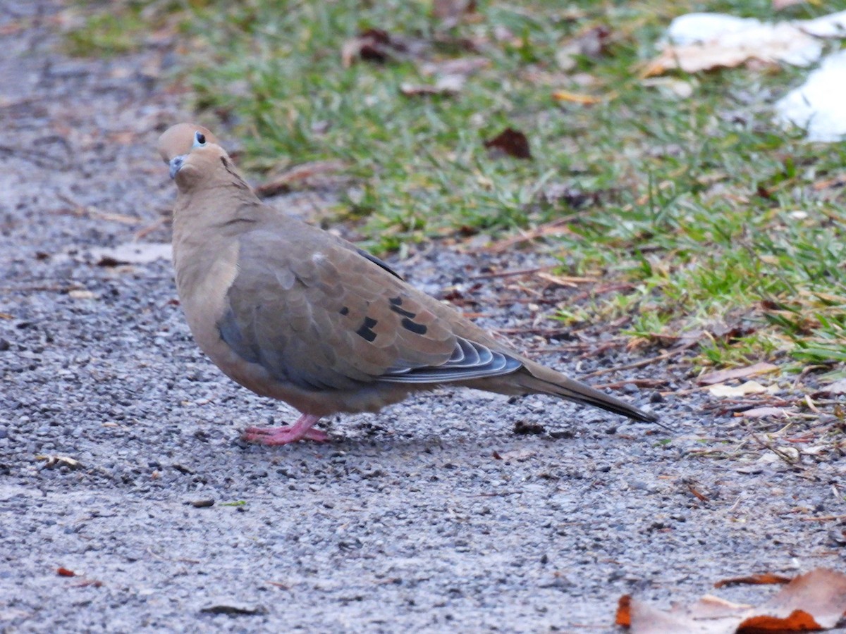 Mourning Dove - ML645189217