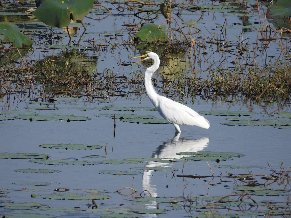Great Egret - ML645189218