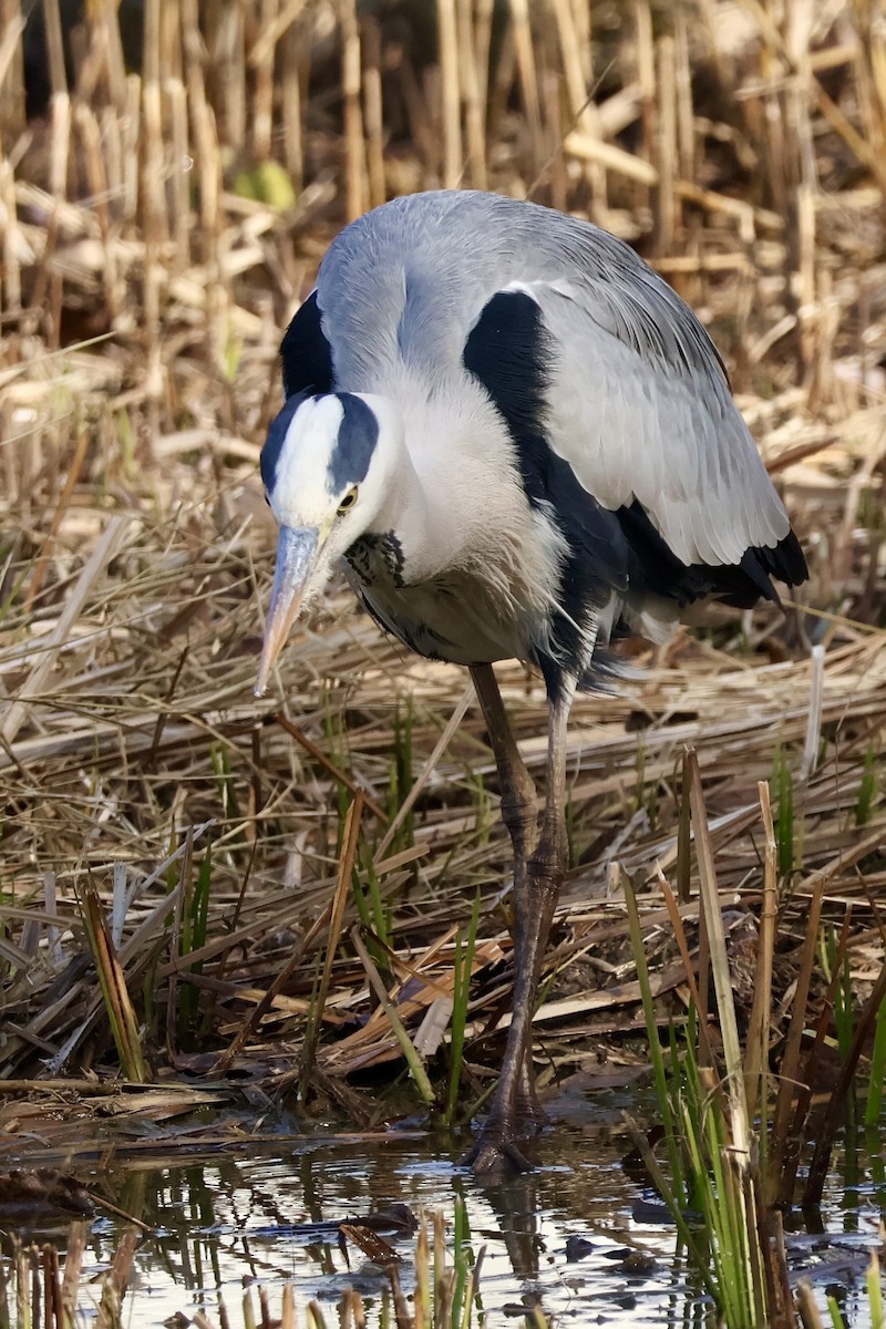 Gray Heron - ML645189220