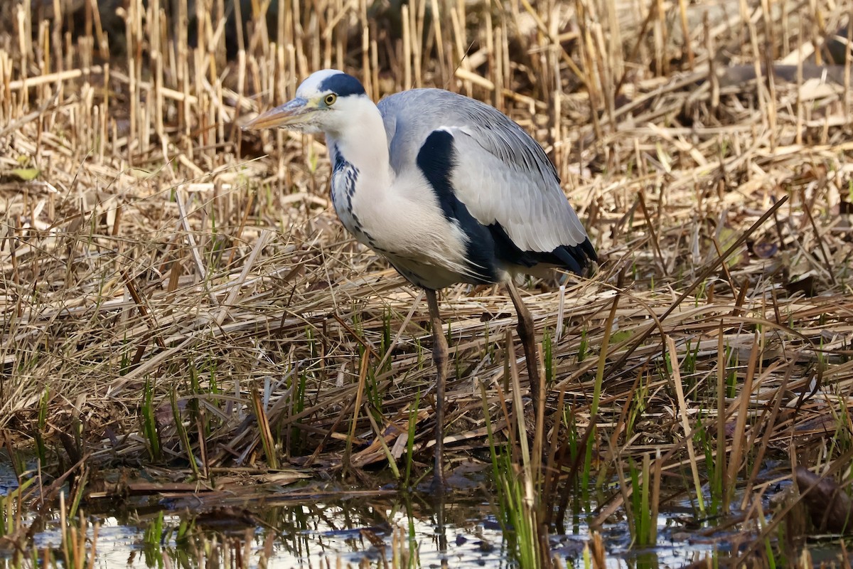Gray Heron - ML645189221