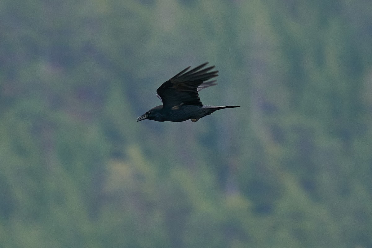 krkavec velký - ML645189228