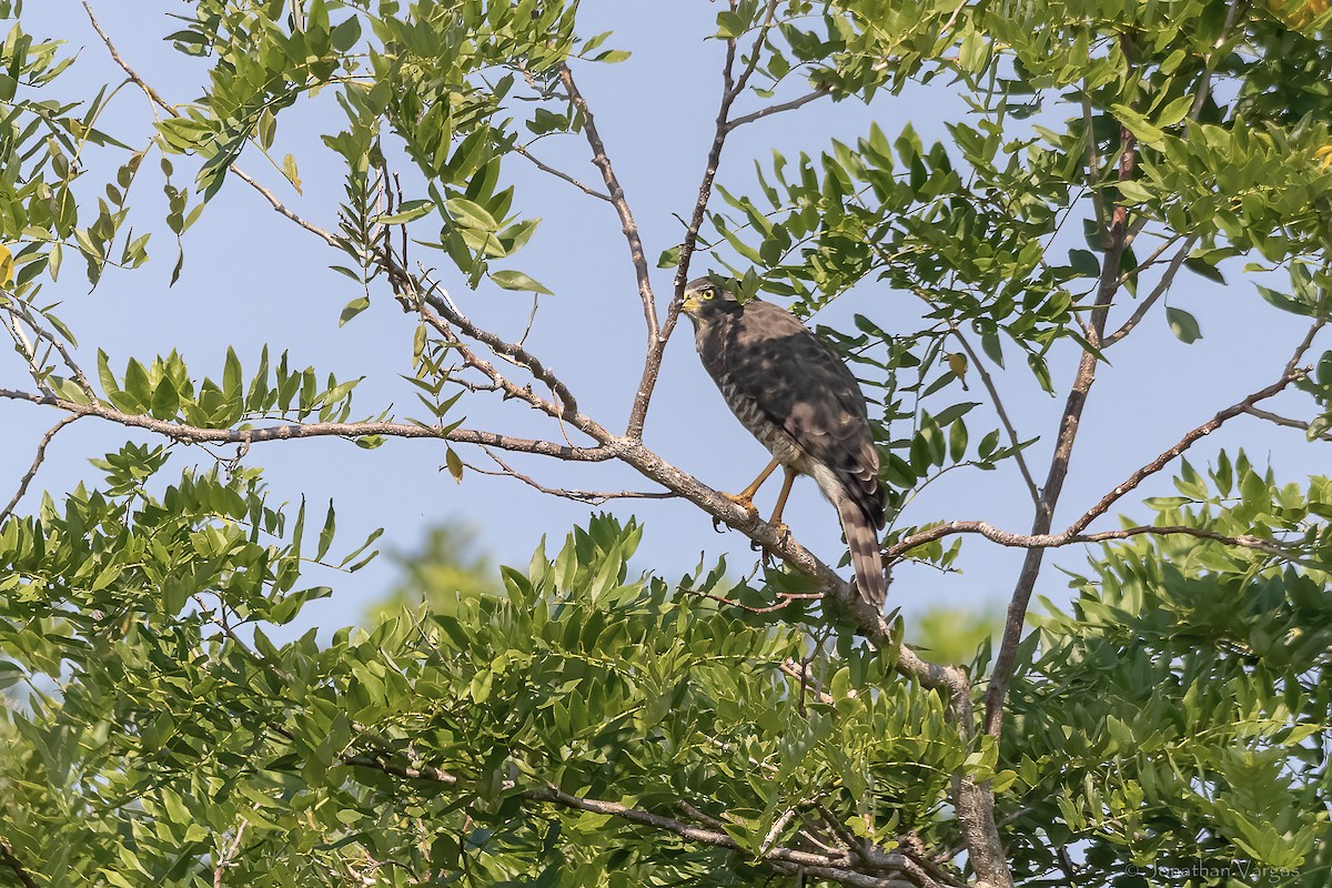 Yol Şahini - ML645189240