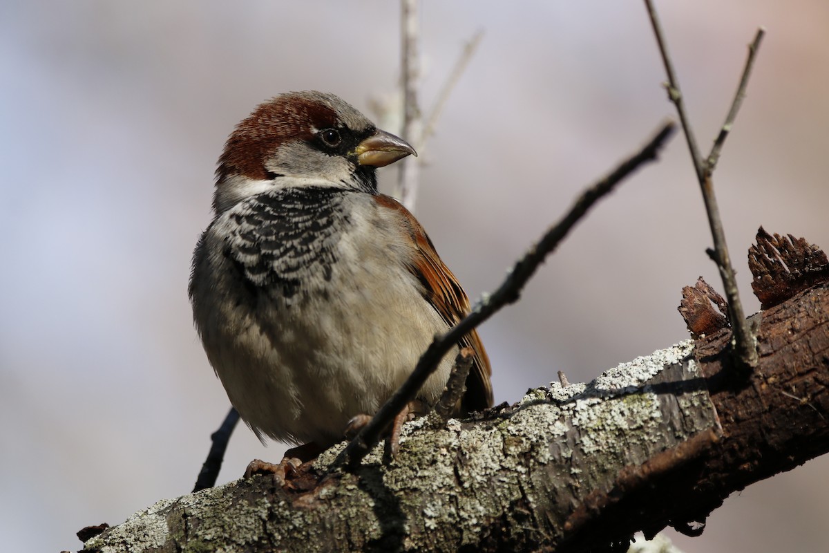 דרור הבית - ML645189261