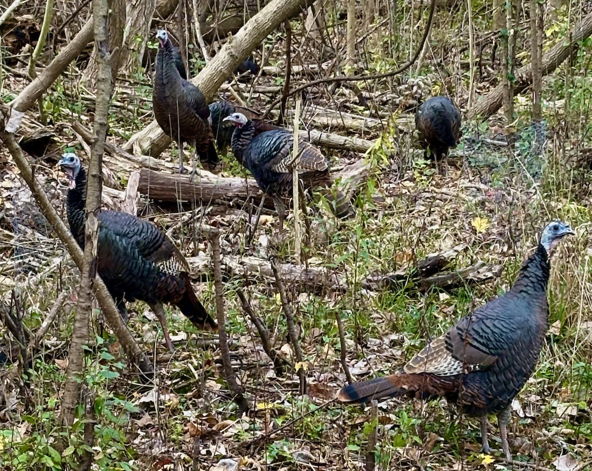 Wild Turkey - ML645189271