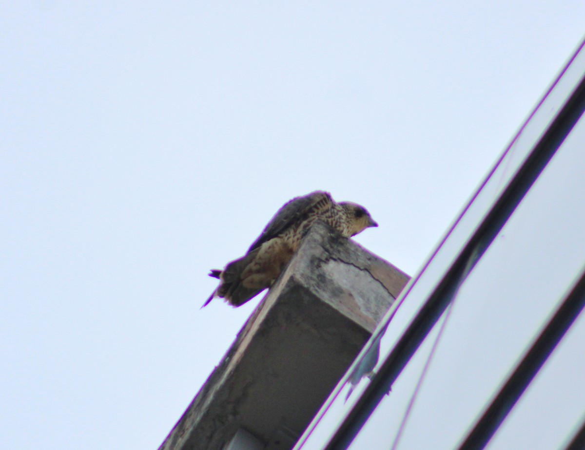 sokol stěhovavý - ML645189280