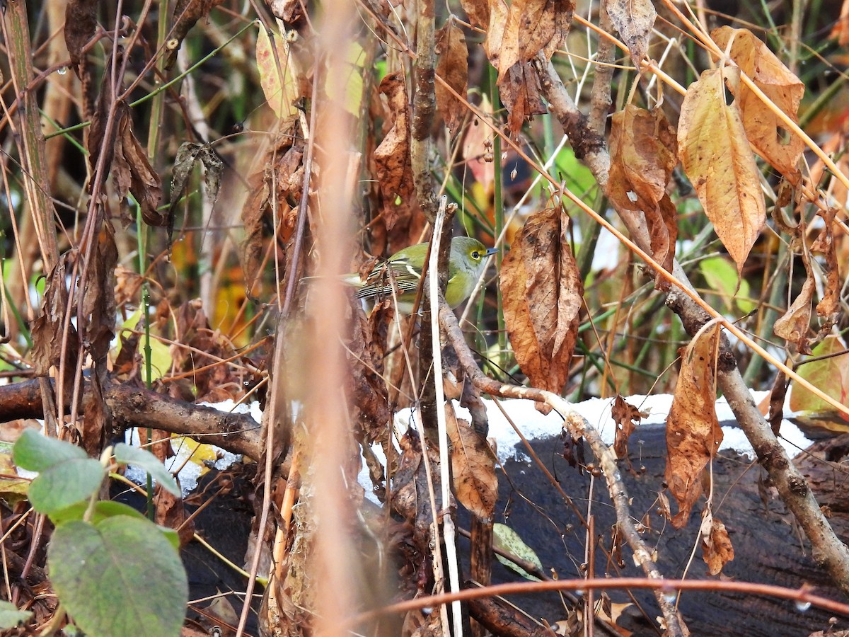 Weißaugenvireo - ML645189285