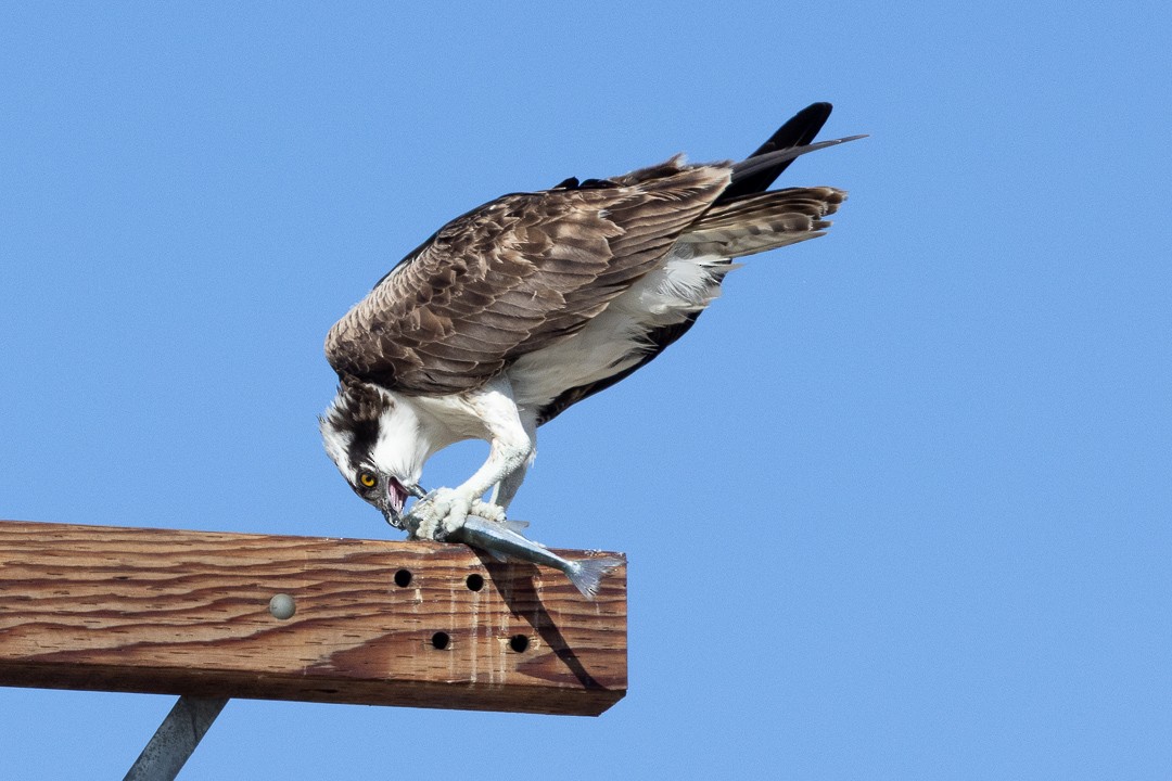 Osprey - ML645189287