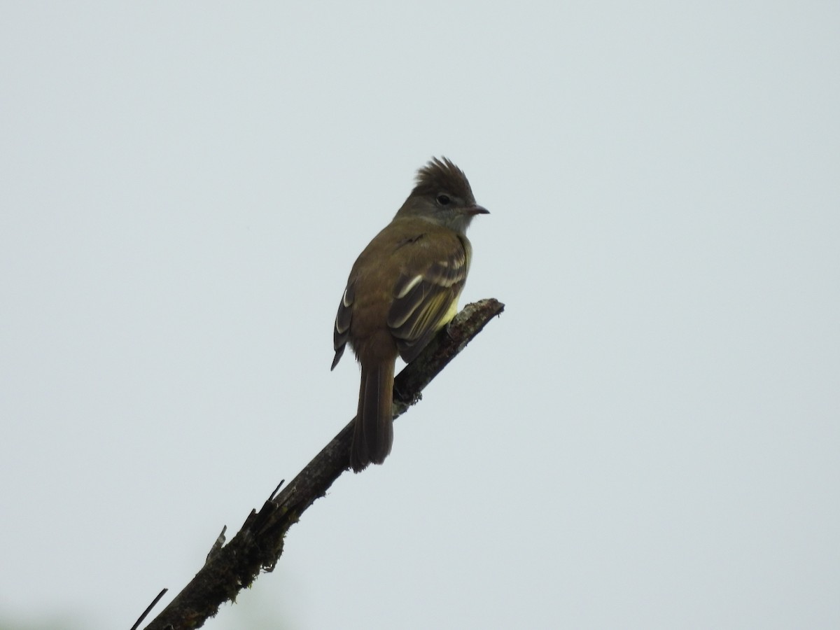 Желтобрюхая эления - ML645189304