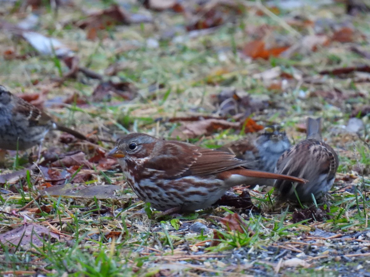 Fox Sparrow - ML645189306