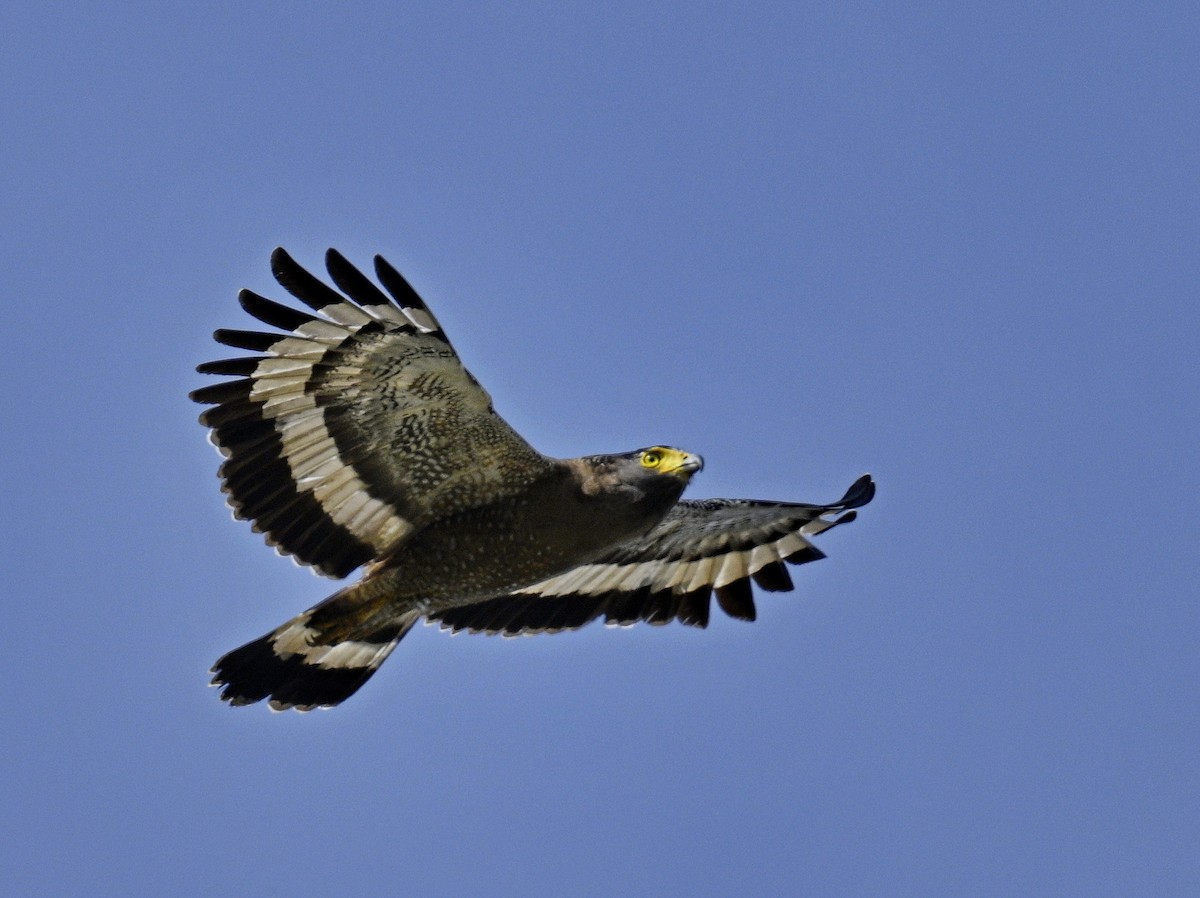 Хохлатый змееяд - ML645189311