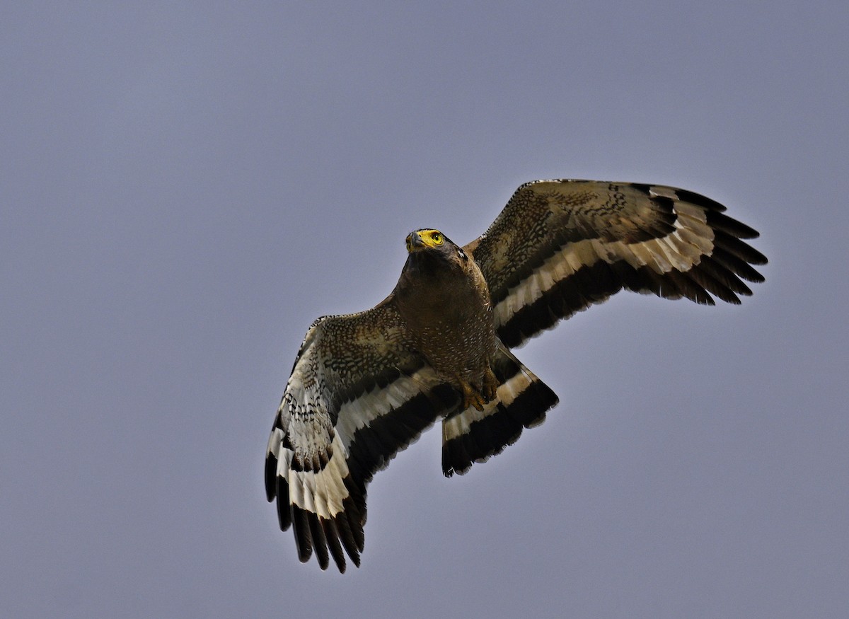 Хохлатый змееяд - ML645189312