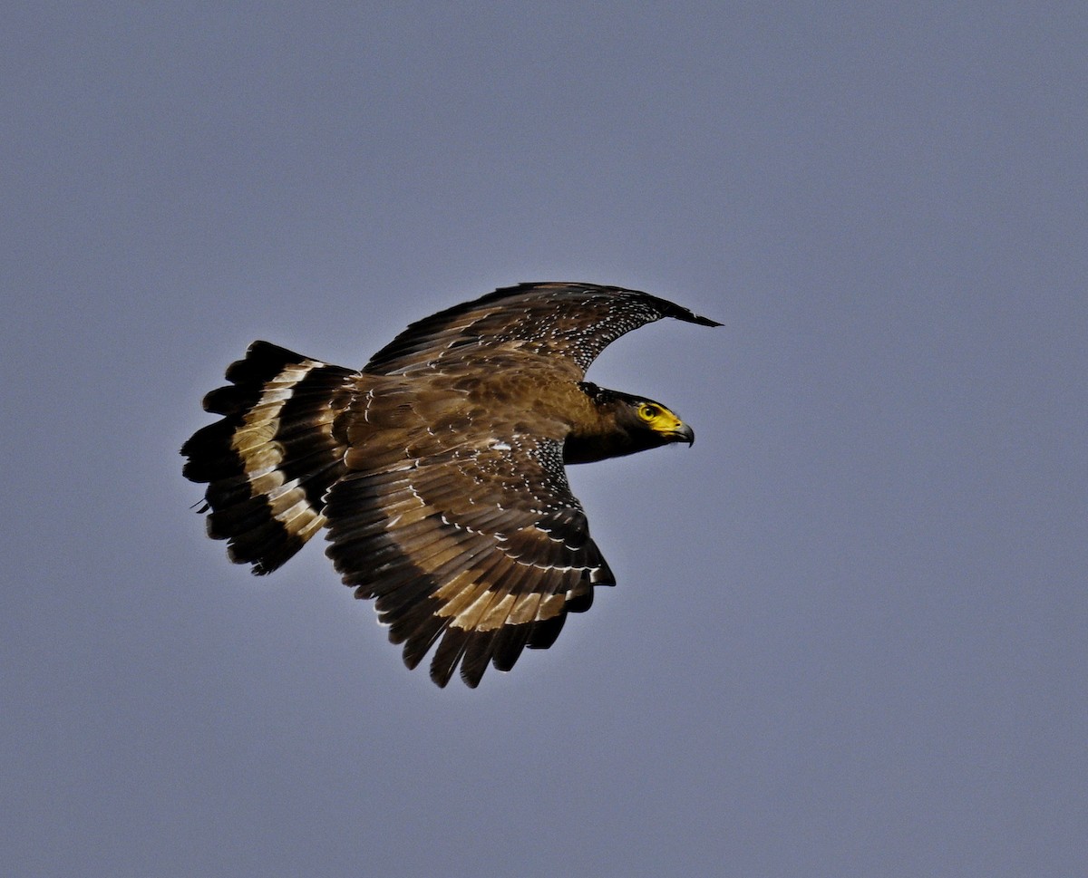 Хохлатый змееяд - ML645189313