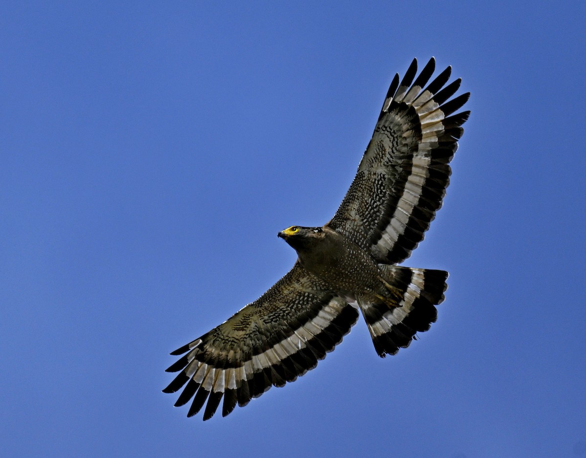 Хохлатый змееяд - ML645189314