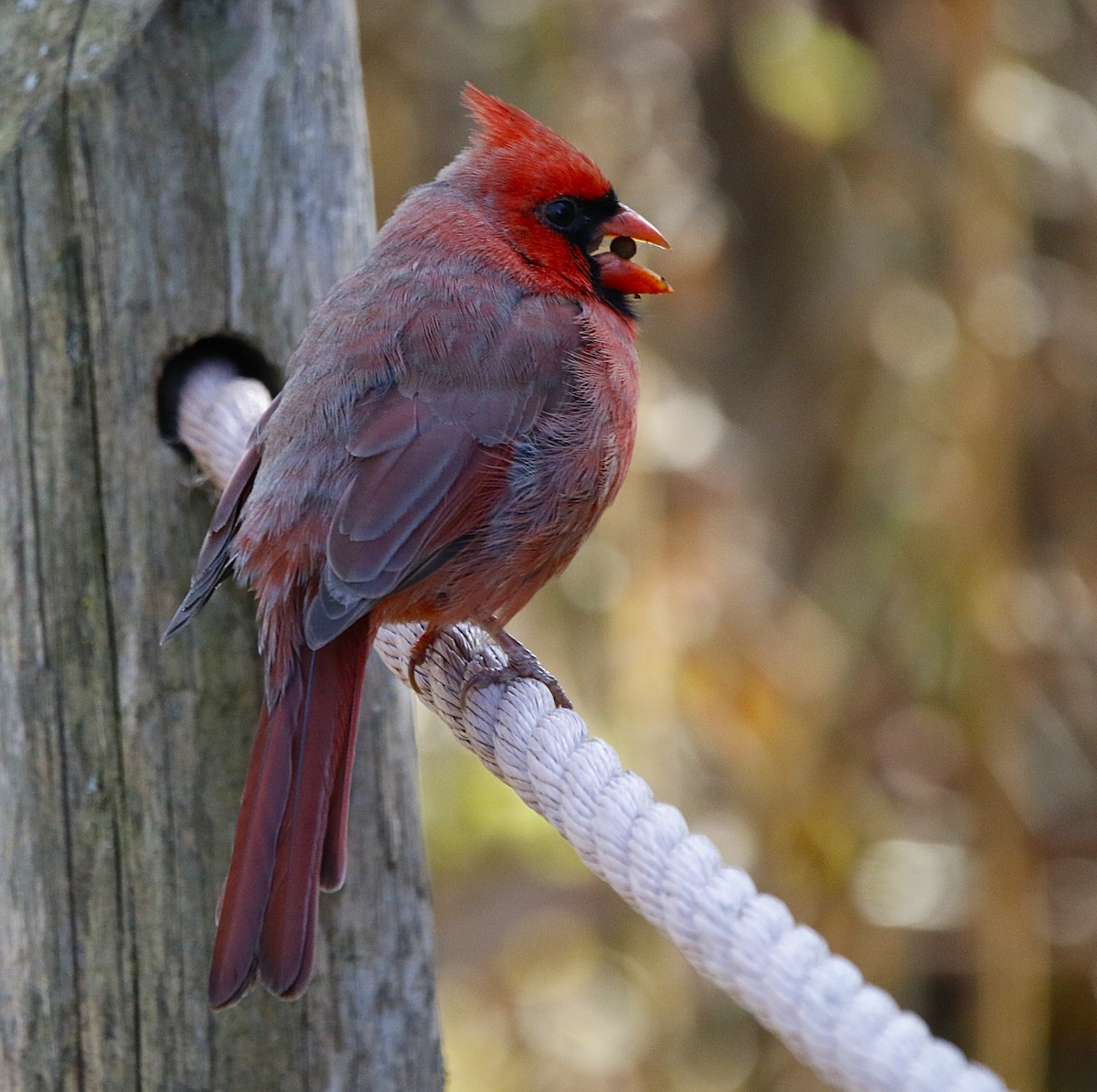 Northern Cardinal - ML645189321