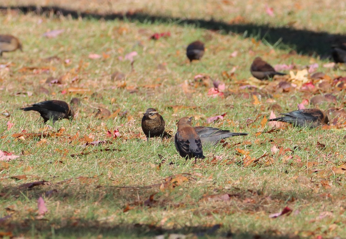 Rusty Blackbird - ML645189326
