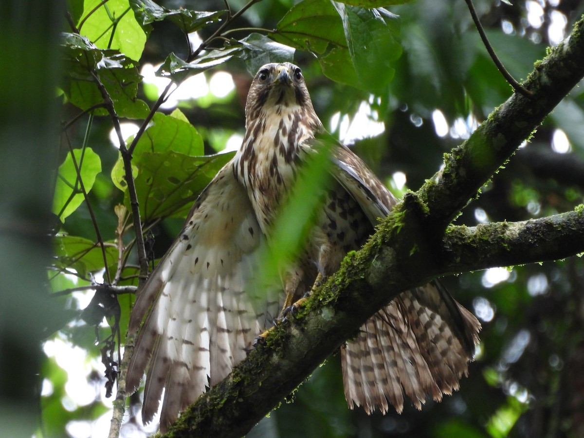 Broad-winged Hawk - ML645189328