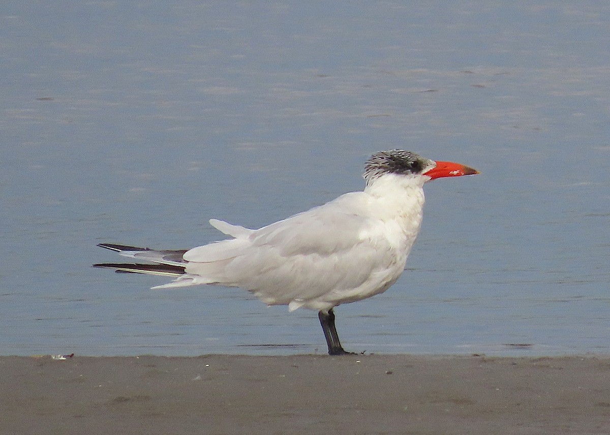 Hazar Sumrusu - ML645189330