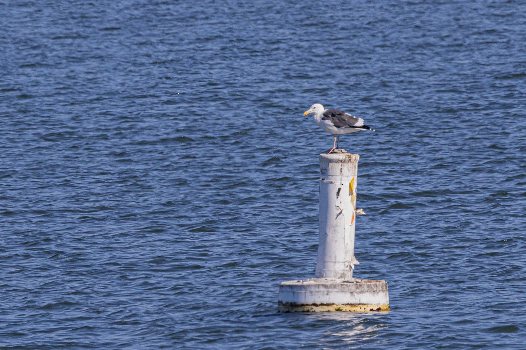 Western Gull - ML645189336