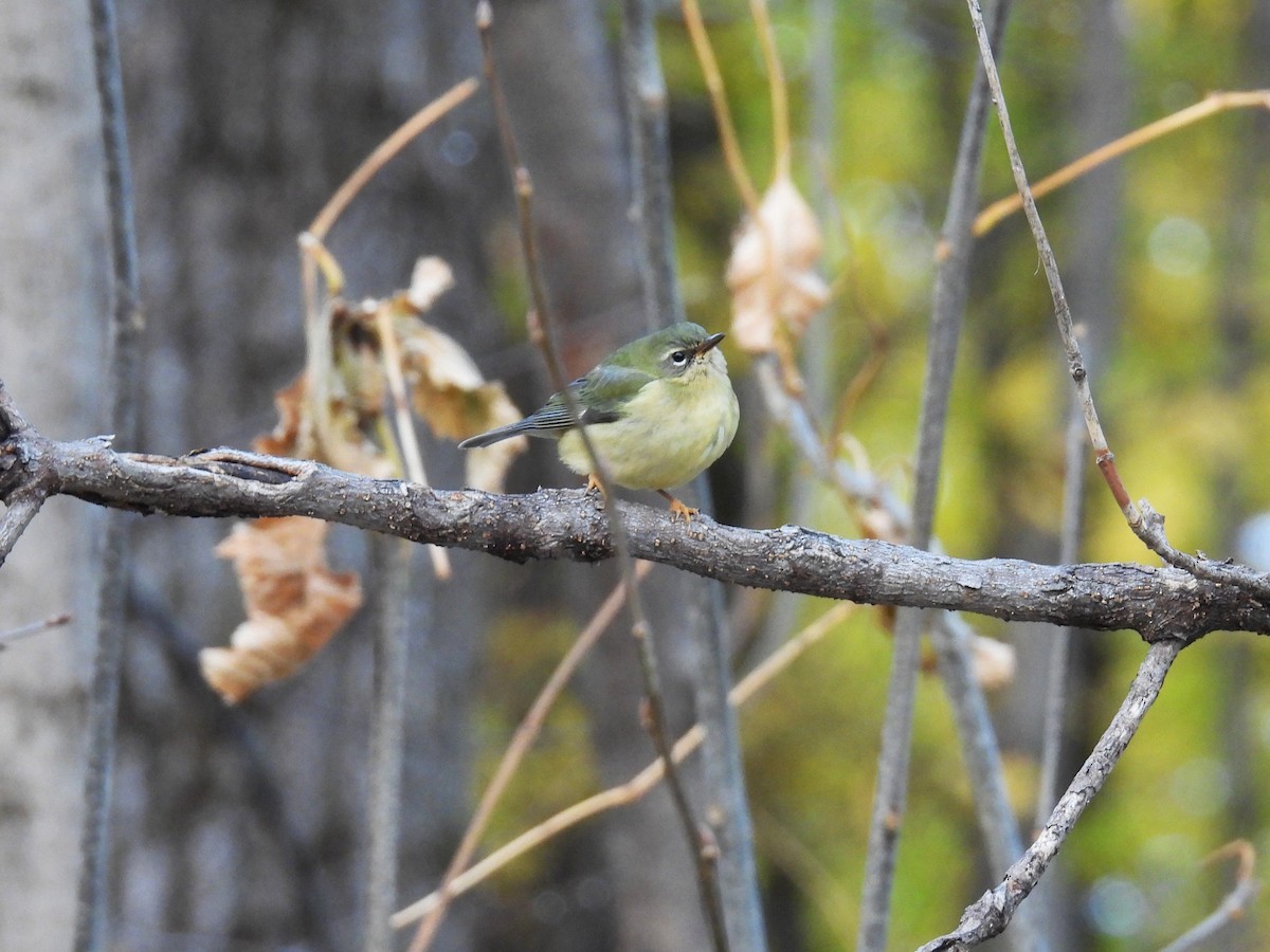 Black-throated Blue Warbler - ML645189337