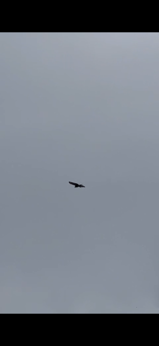 Yol Şahini - ML645189338