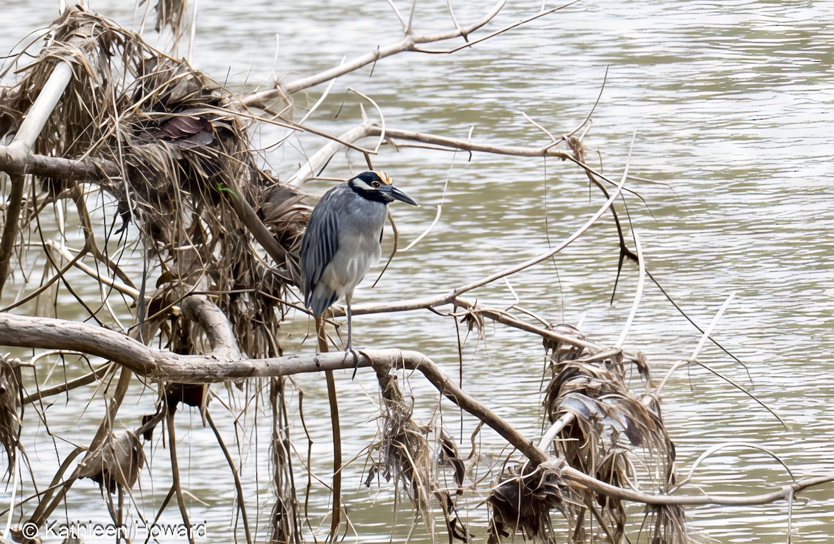 Yellow-crowned Night Heron - ML645189343