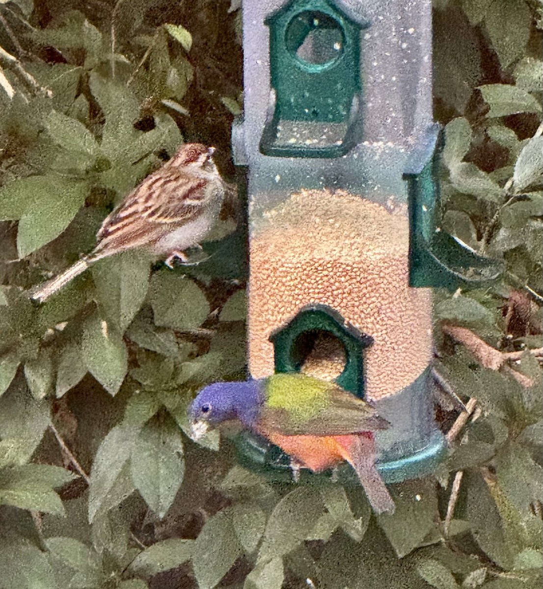 Painted Bunting - ML645189355