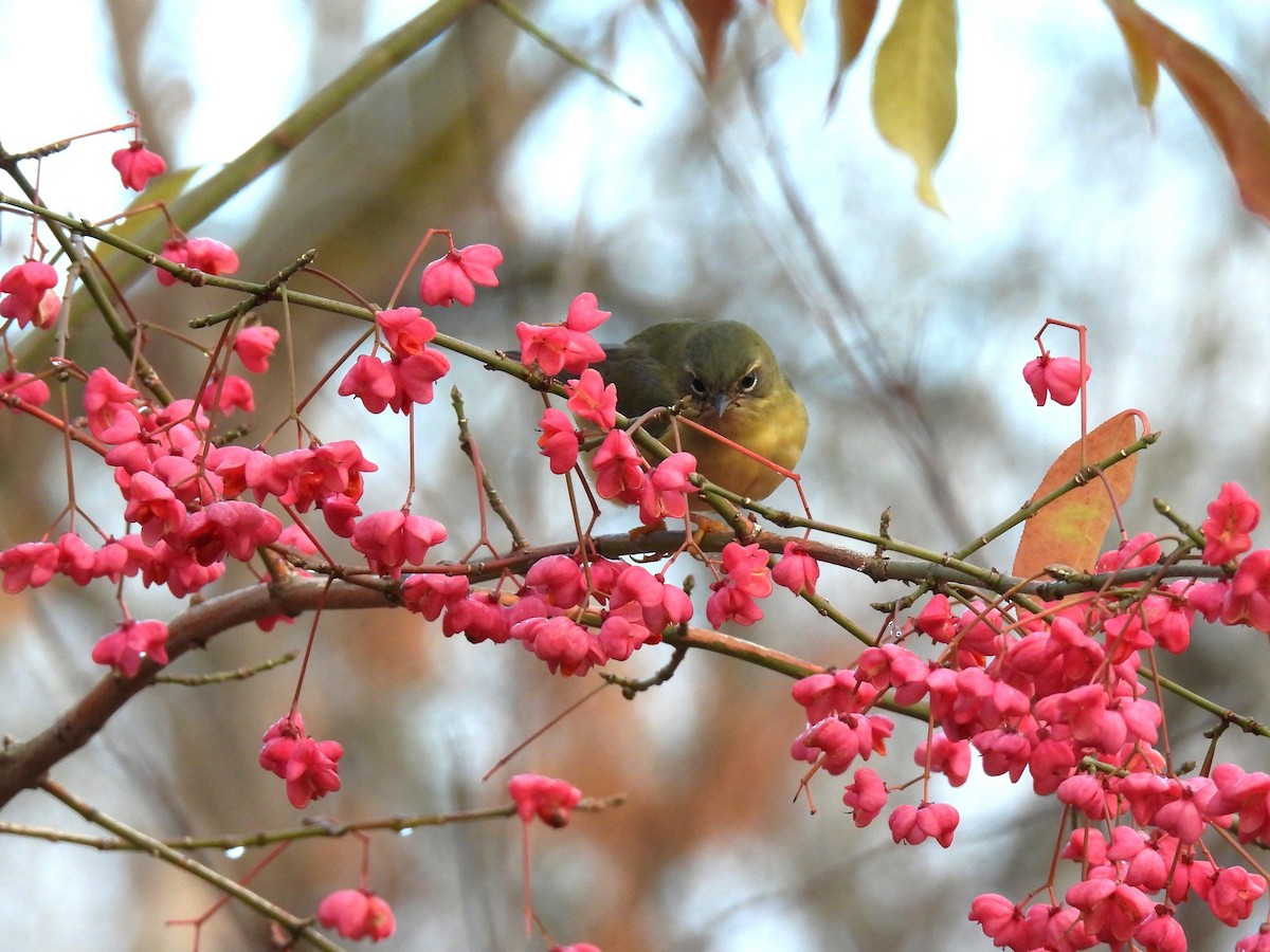 Black-throated Blue Warbler - ML645189356