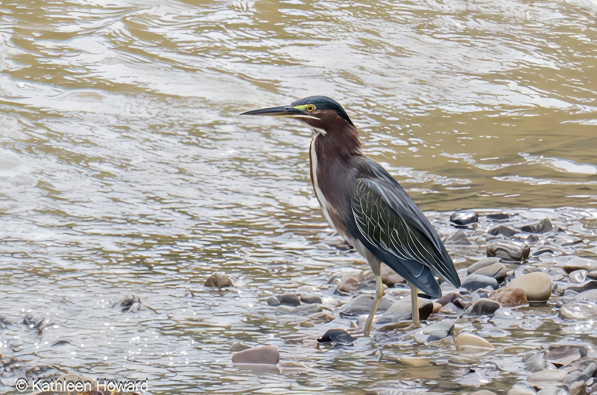 Green Heron - ML645189358