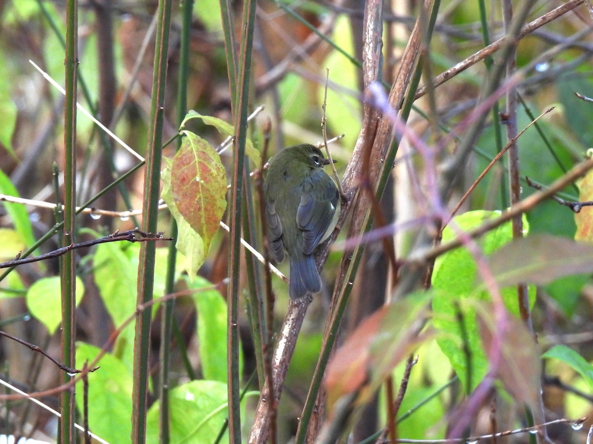 Black-throated Blue Warbler - ML645189364