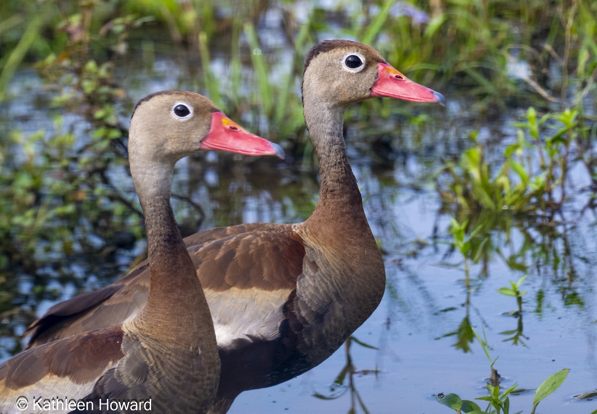 Black-bellied Whistling-Duck - ML645189371