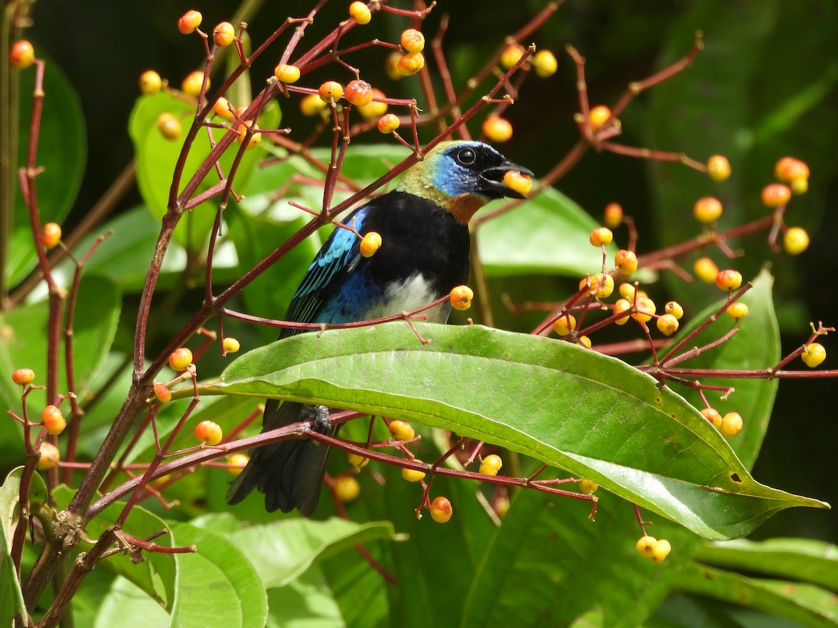 Golden-hooded Tanager - ML645189372