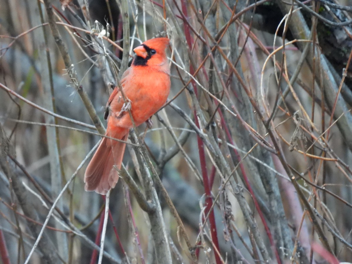 Northern Cardinal - ML645189378
