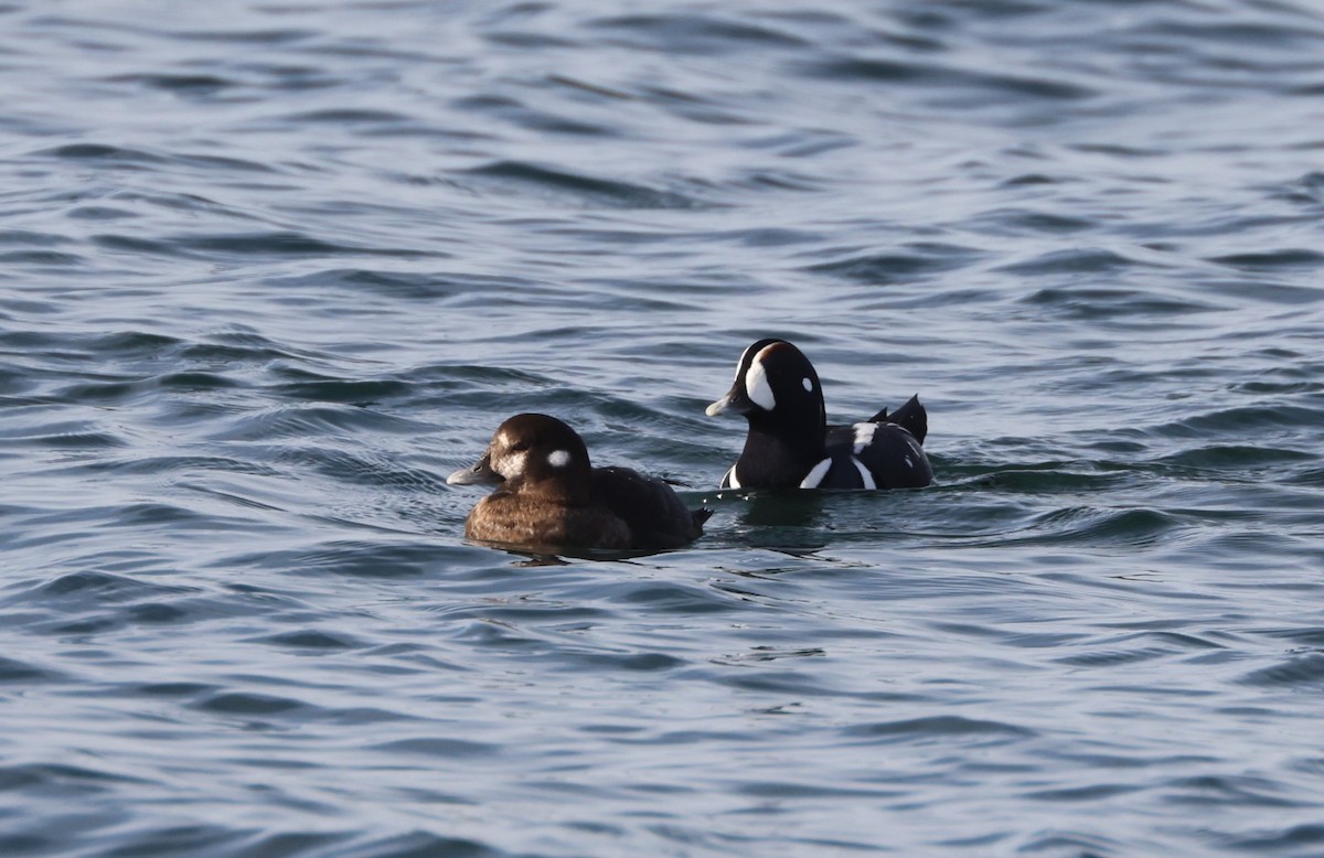 Palyaço Ördeği - ML645189379