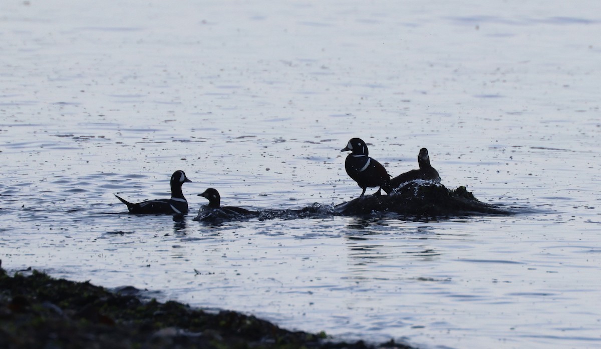 Palyaço Ördeği - ML645189380