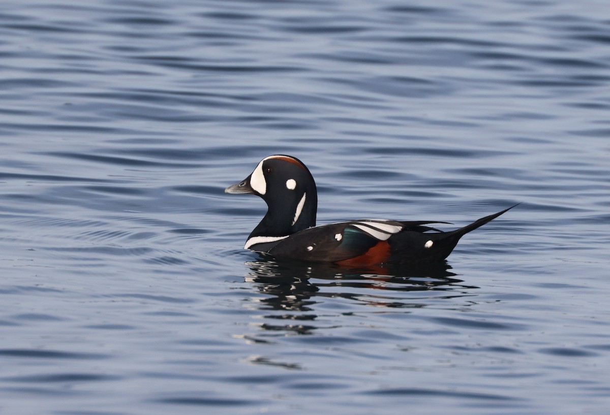 Palyaço Ördeği - ML645189381