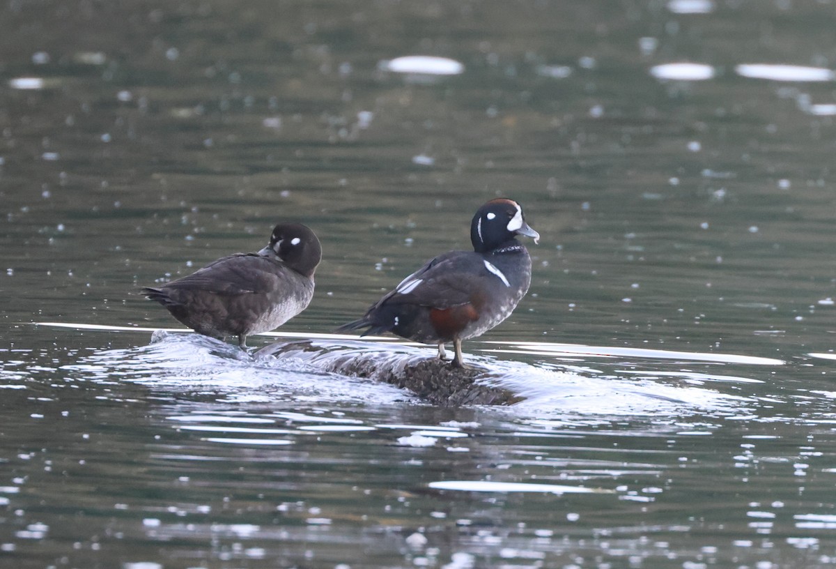 Palyaço Ördeği - ML645189382