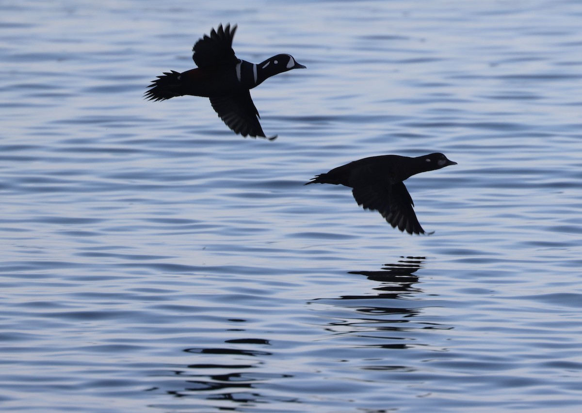 Palyaço Ördeği - ML645189383