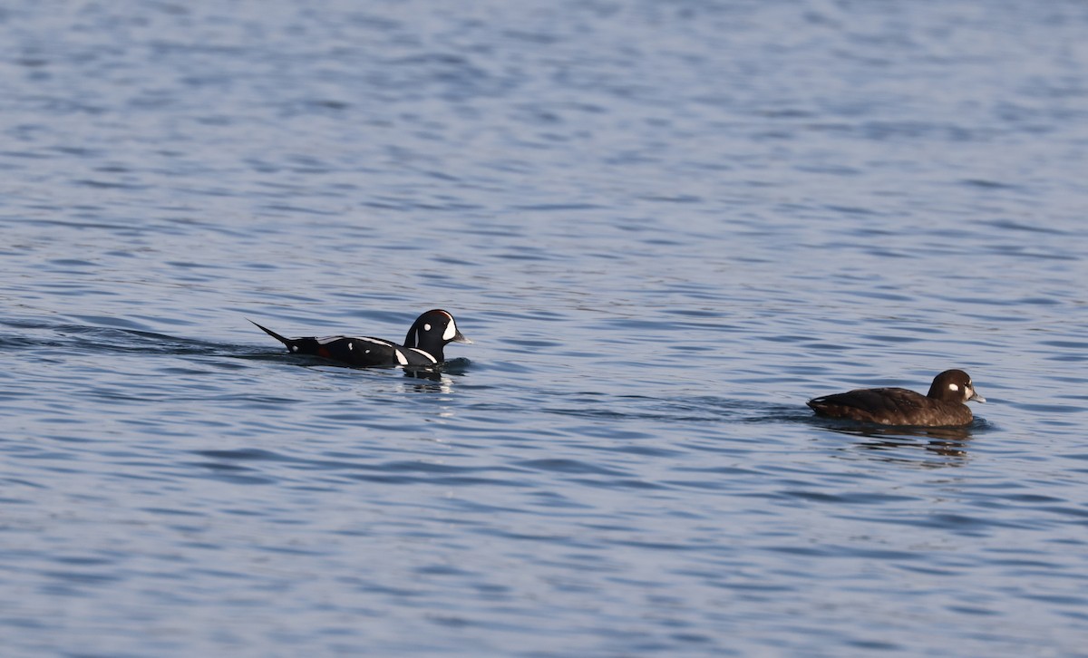 Palyaço Ördeği - ML645189384