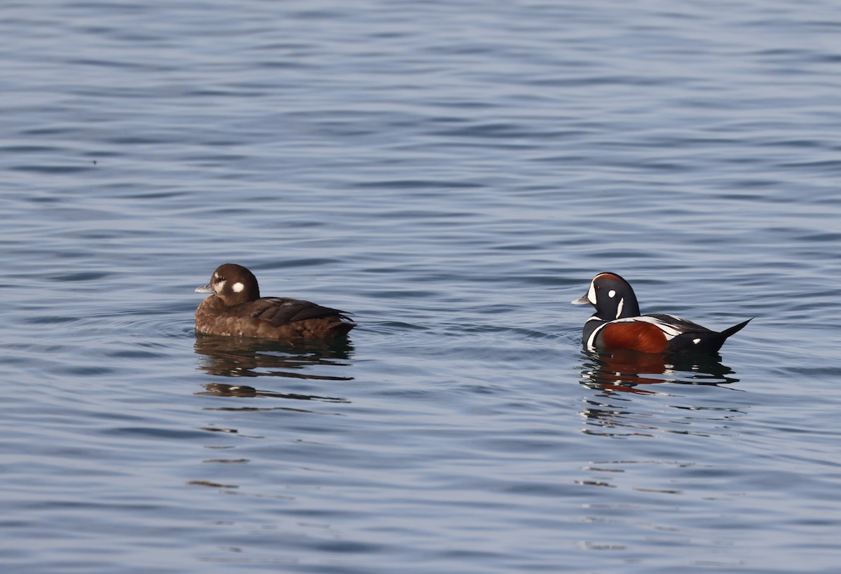 Palyaço Ördeği - ML645189385