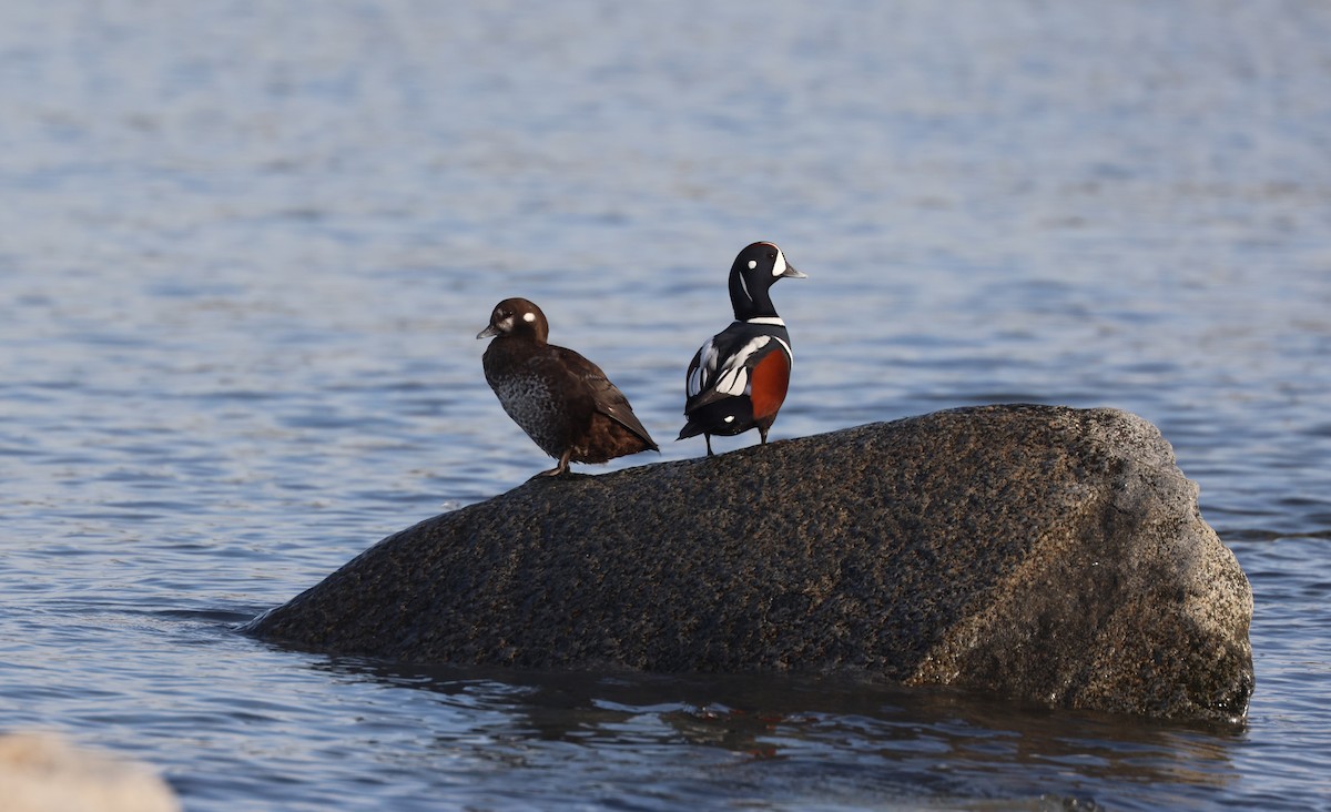 Palyaço Ördeği - ML645189386